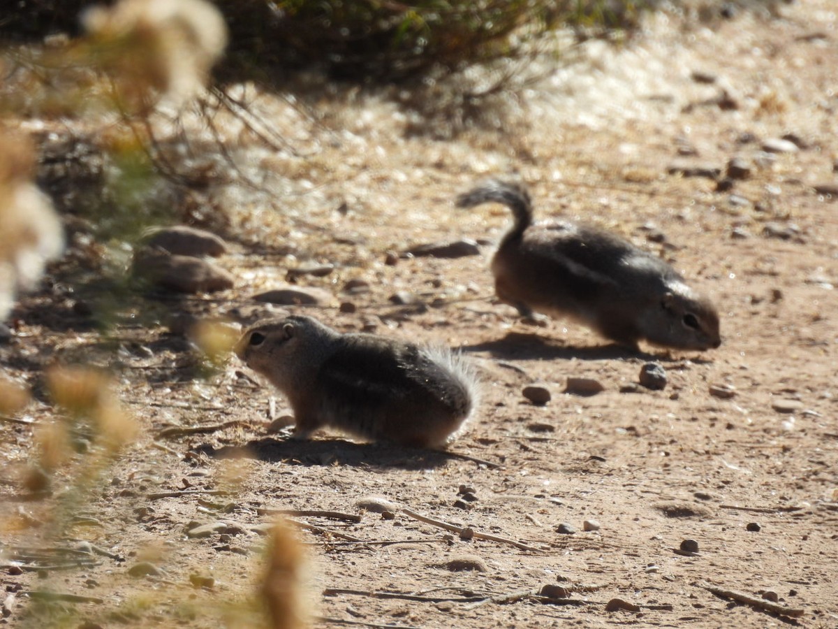 Animals - ML645060239