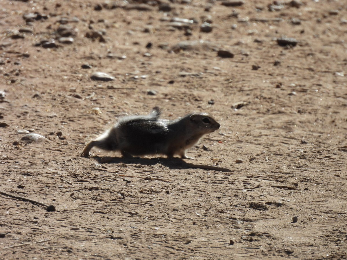 Animals - ML645060240