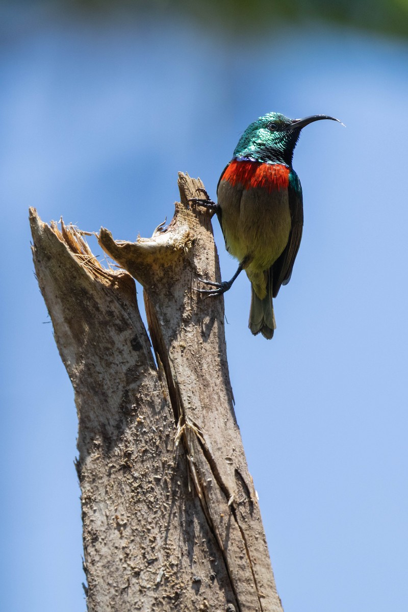 Souimanga des Usambara - ML645060259