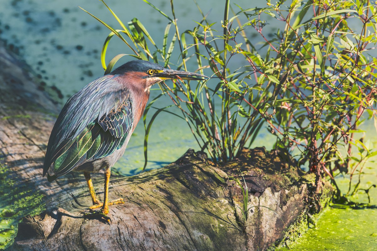 Green Heron - ML645060268