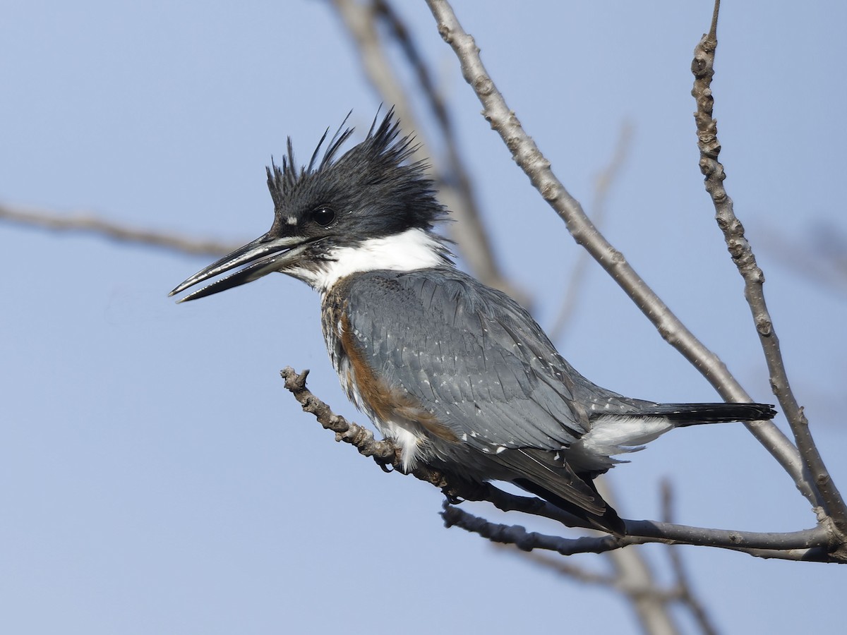 Belted Kingfisher - ML645060270