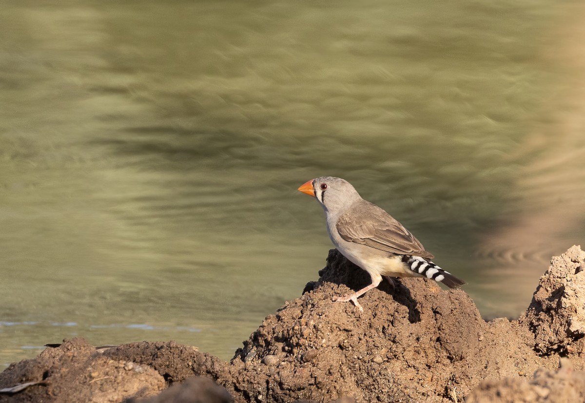 Zebra Finch - ML645060282