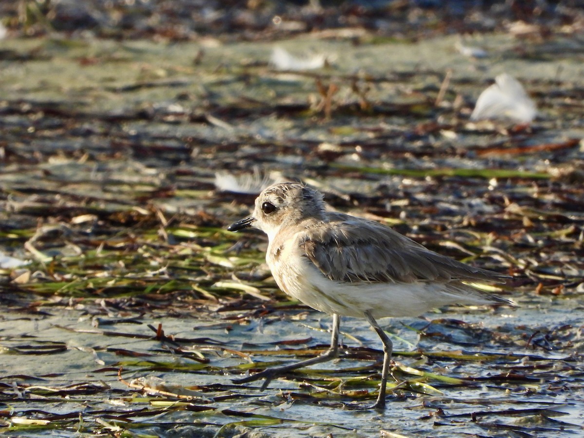 Tibet Cılıbıtı - ML645060297