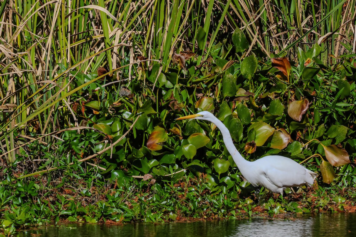 Great Egret - ML645060345