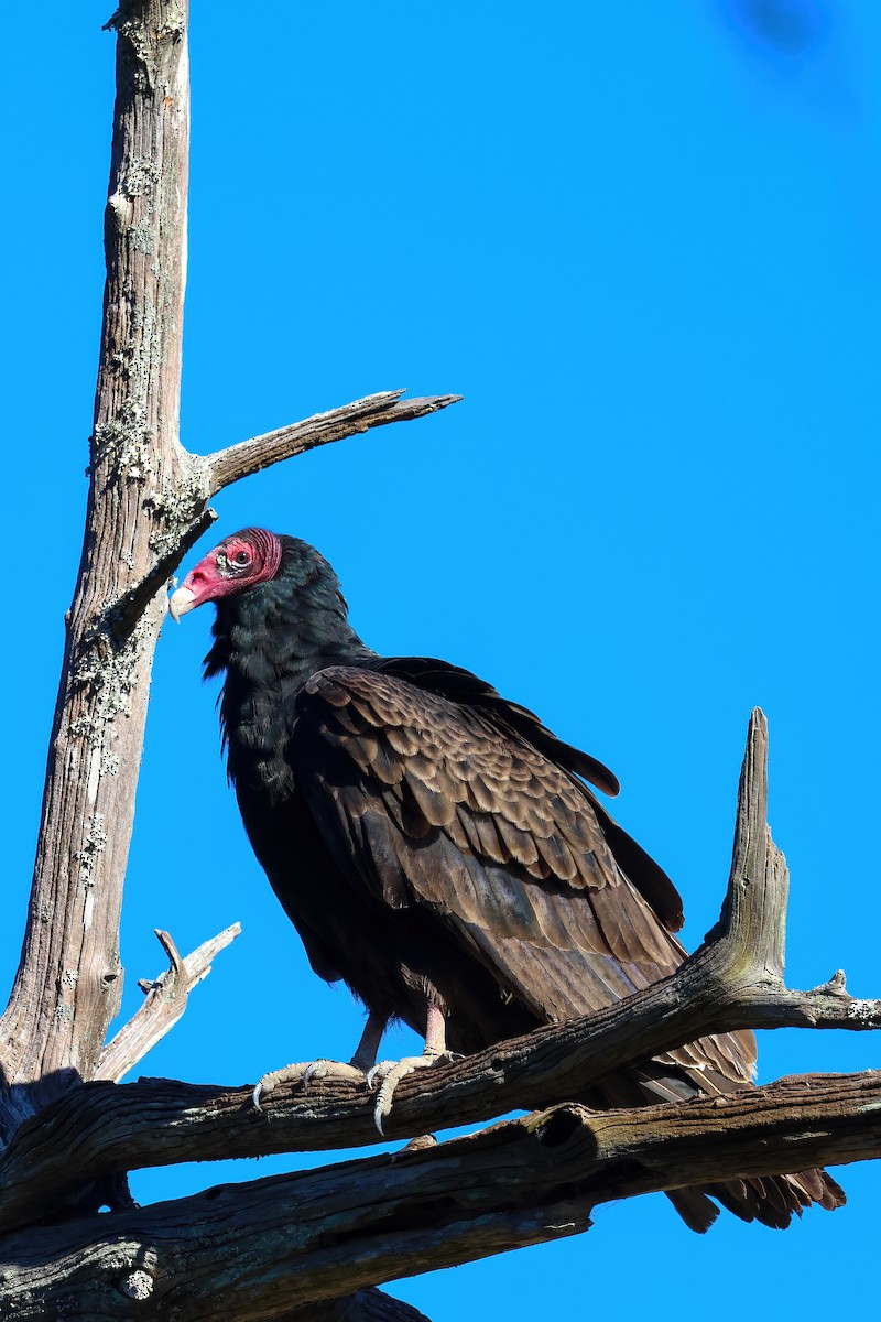 Turkey Vulture - ML645060353