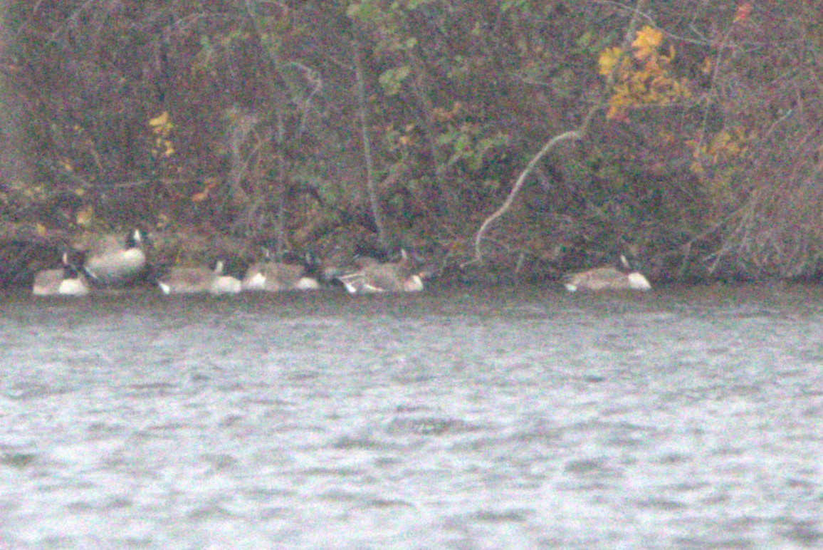 Tundra Bean-Goose - ML645060359