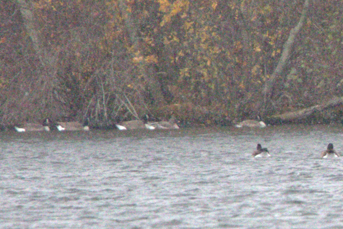 Tundra Bean-Goose - ML645060360