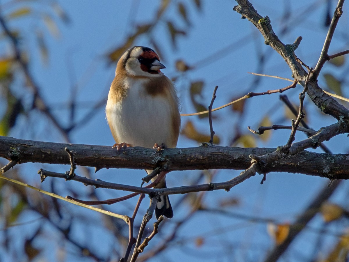 European Goldfinch - ML645060365