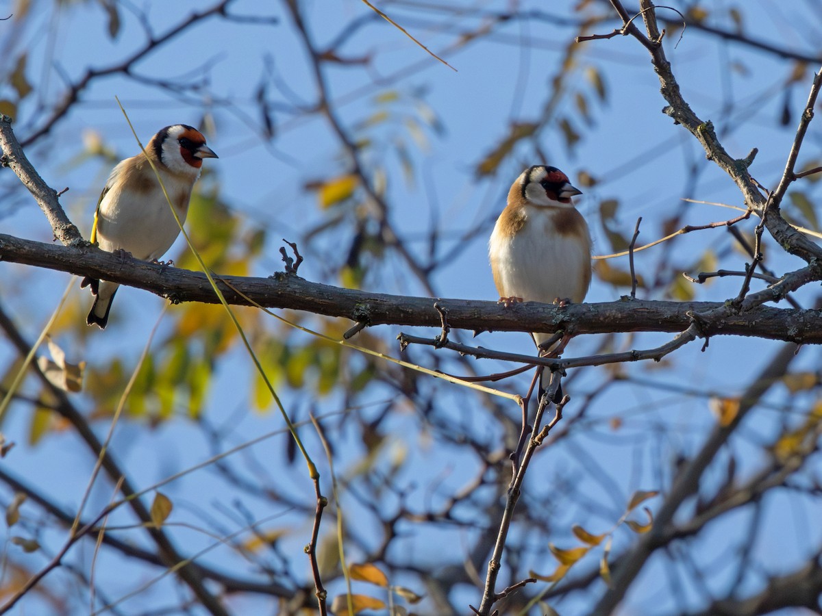 European Goldfinch - ML645060366