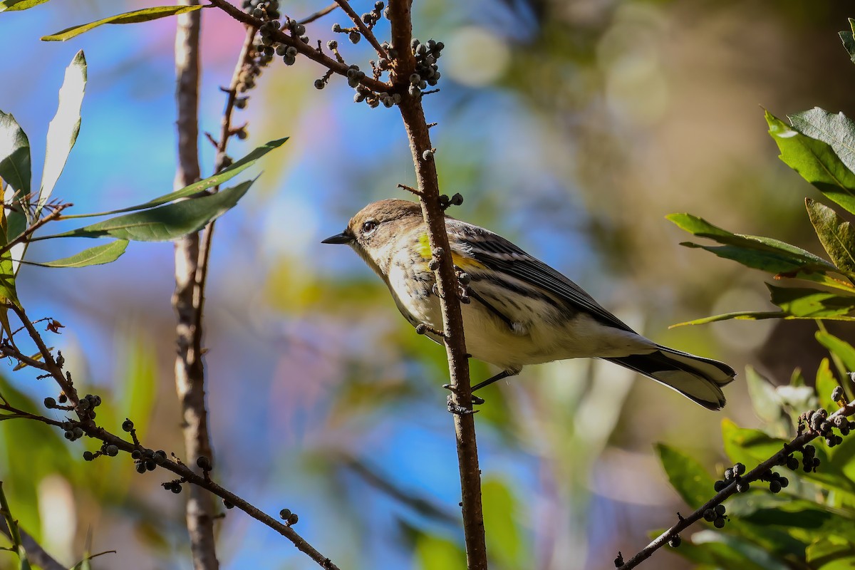 Yellow-rumped Warbler - ML645060368