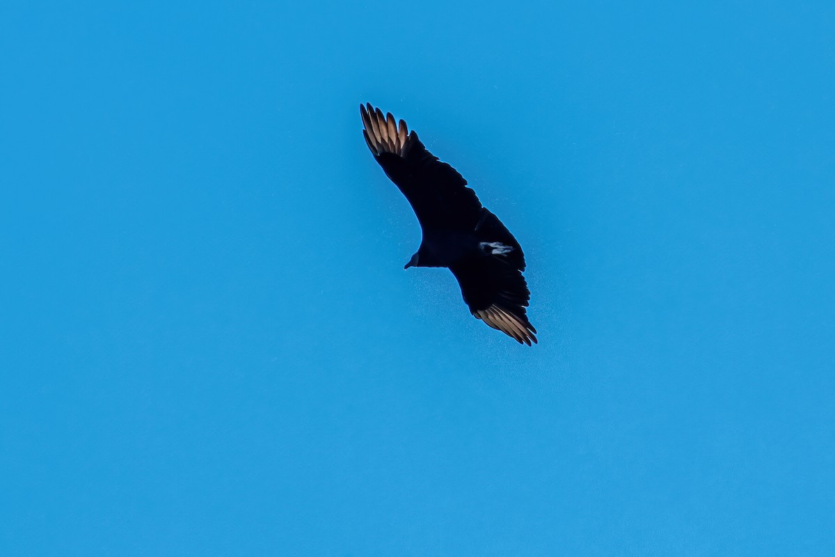 Black Vulture - ML645060400