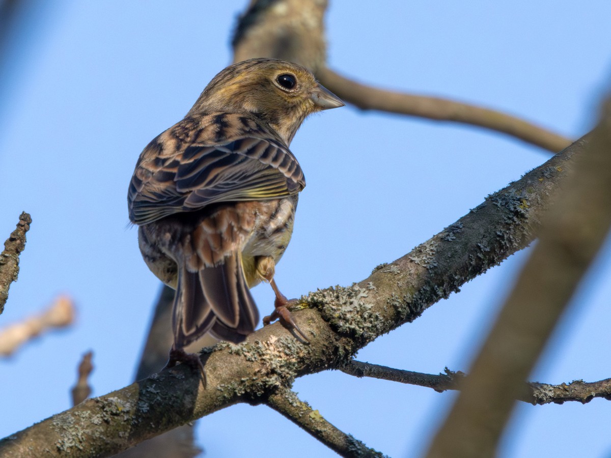 Yellowhammer - ML645060410