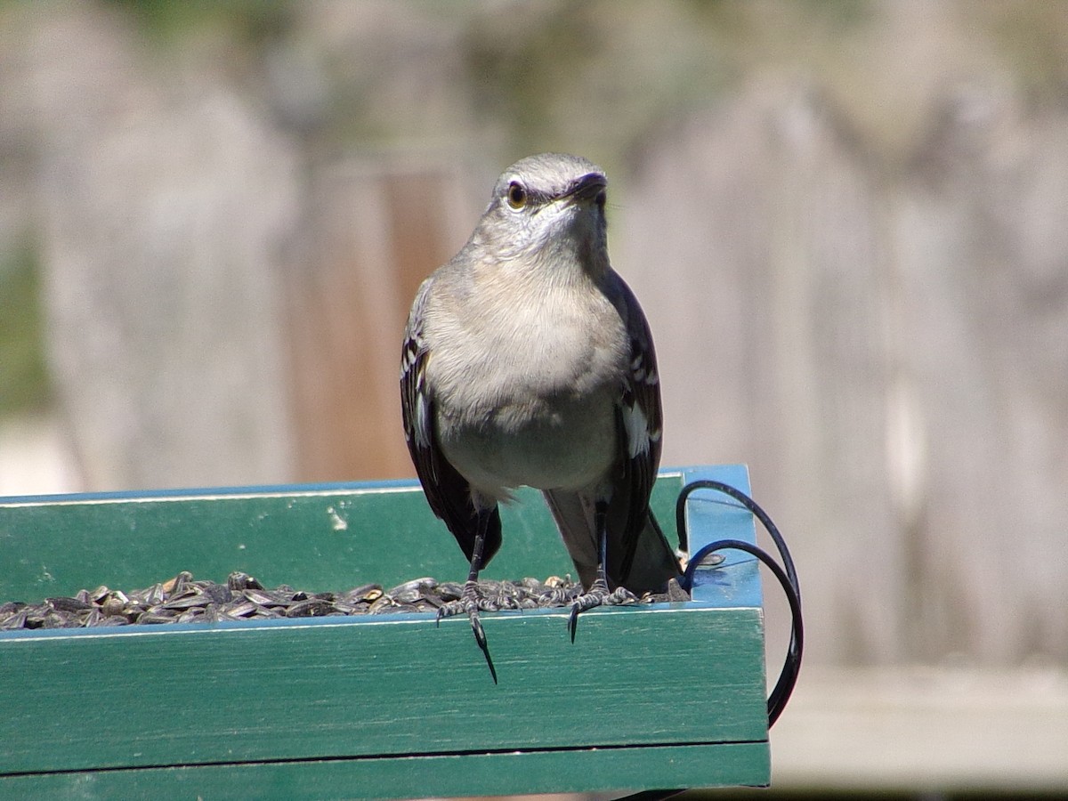 Northern Mockingbird - ML645060424