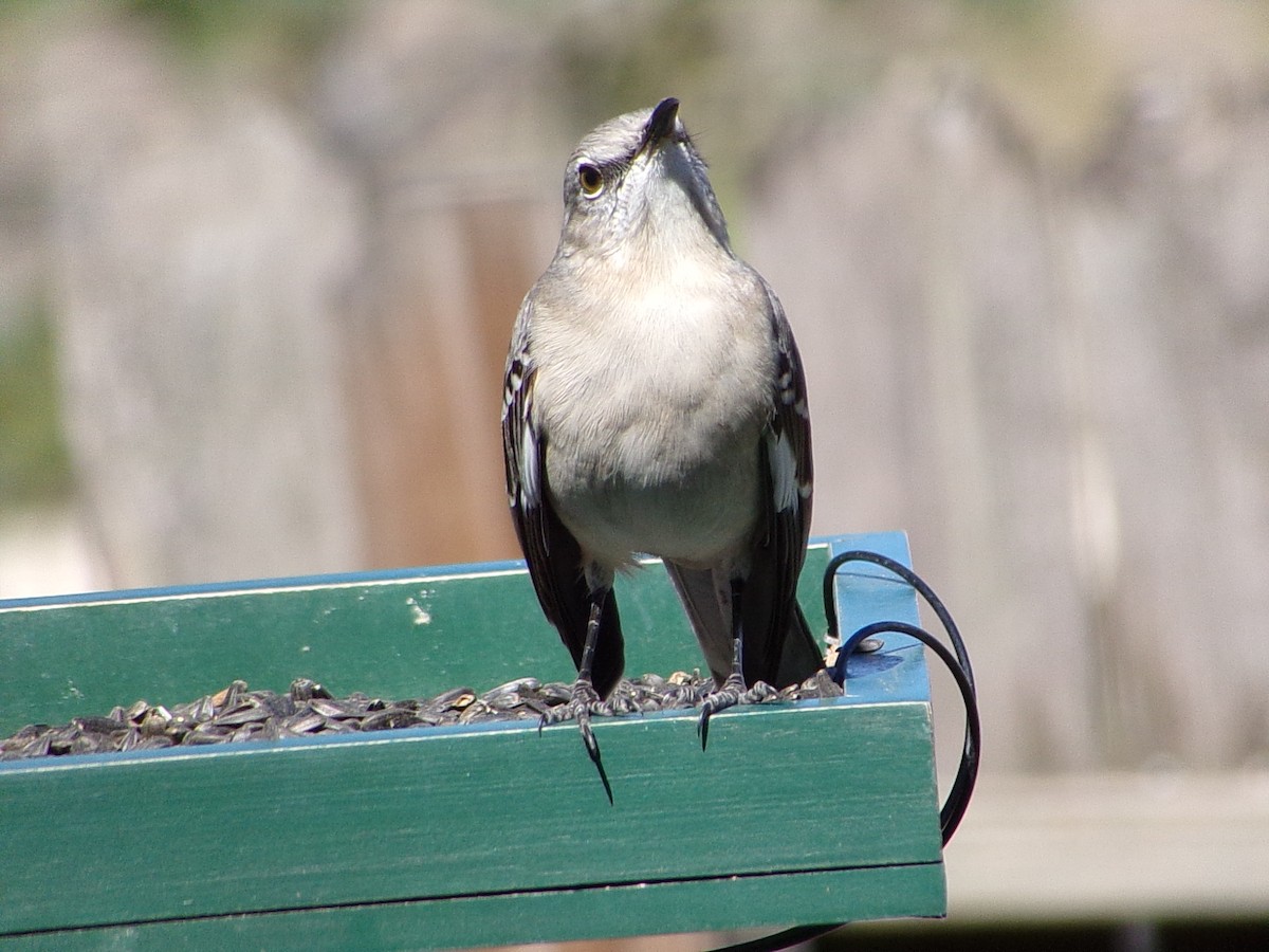 Northern Mockingbird - ML645060425