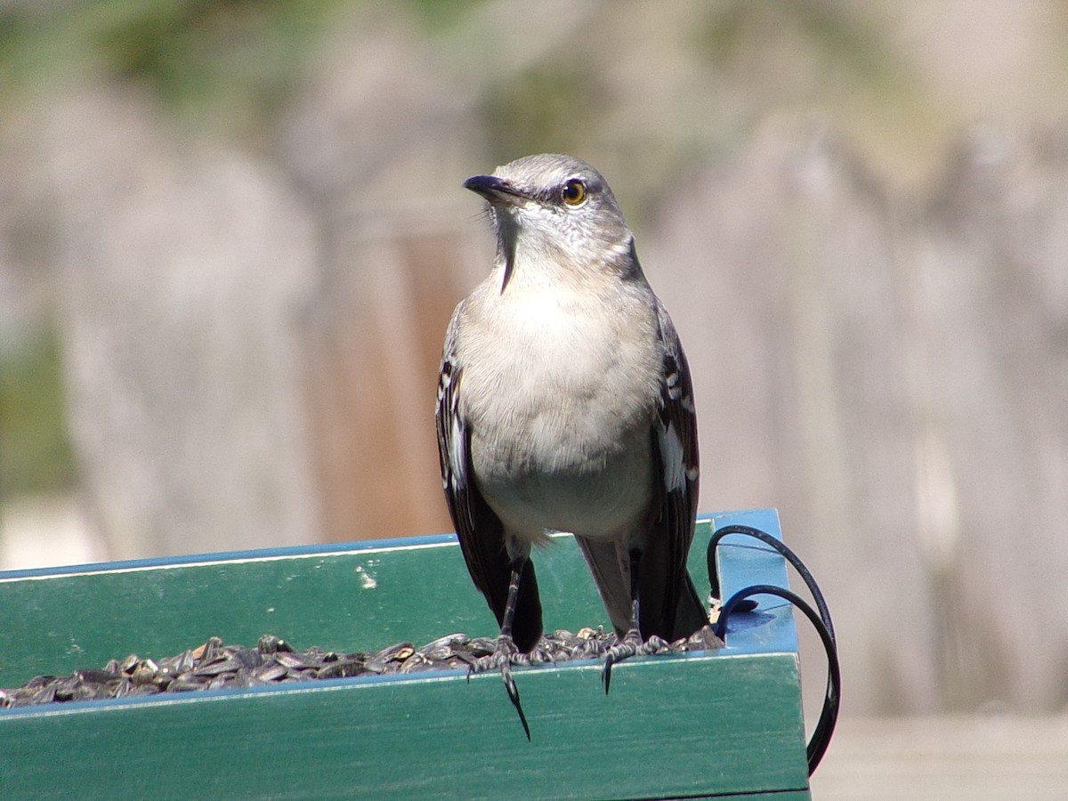 Northern Mockingbird - ML645060426