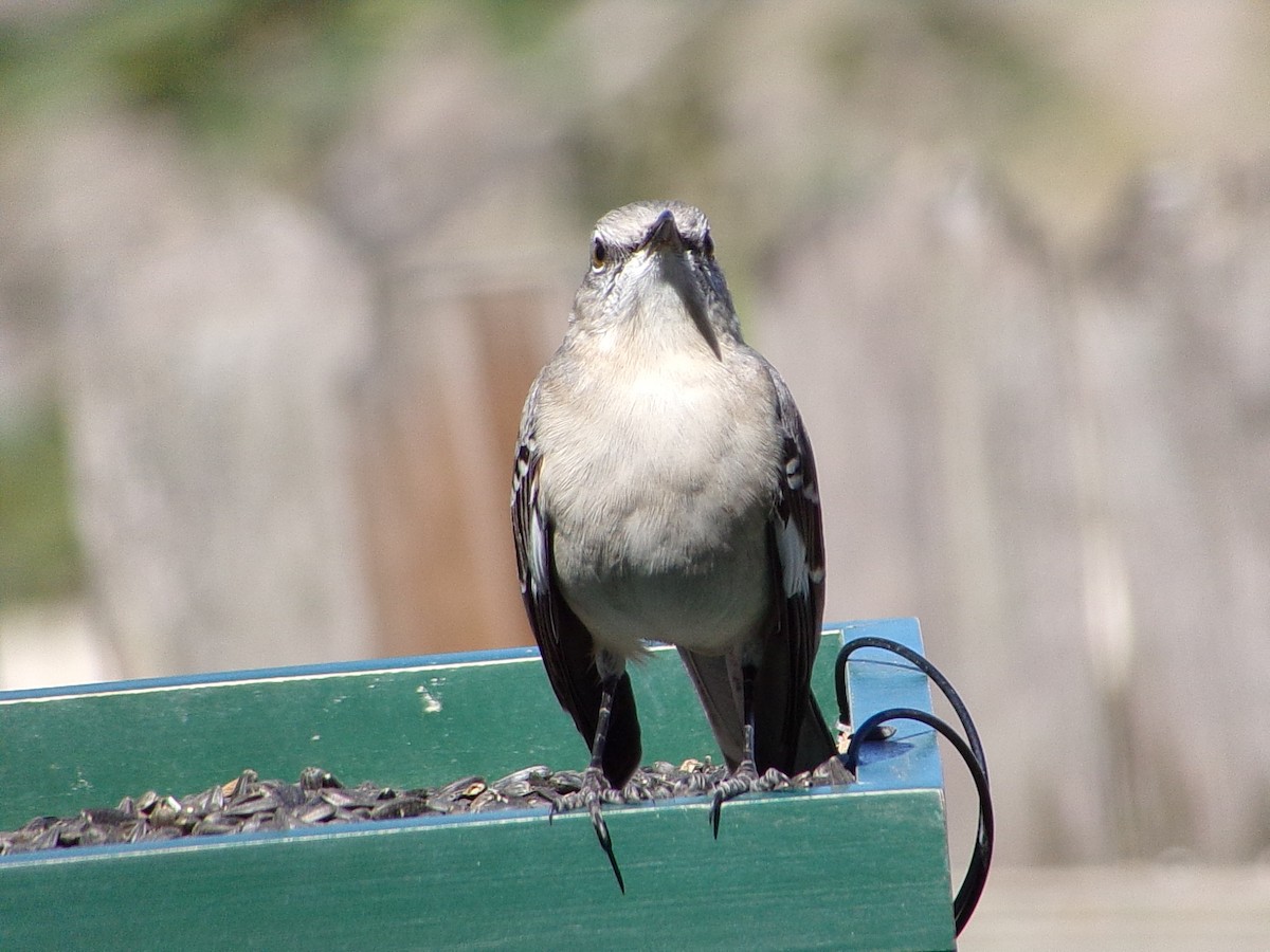 Northern Mockingbird - ML645060427