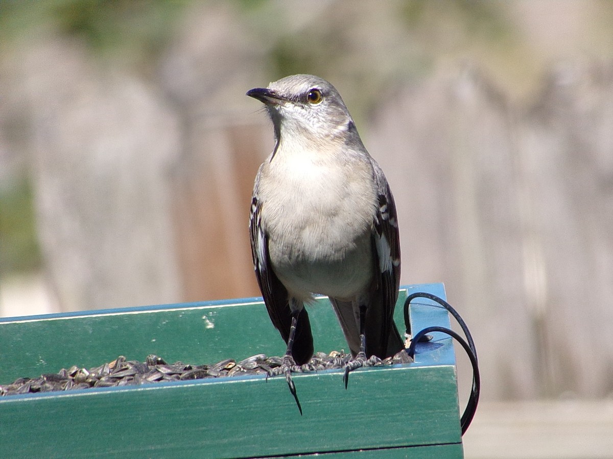 Northern Mockingbird - ML645060428
