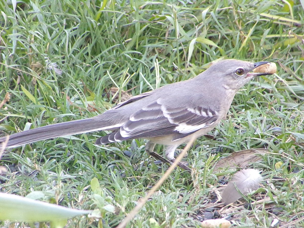 Northern Mockingbird - ML645060429