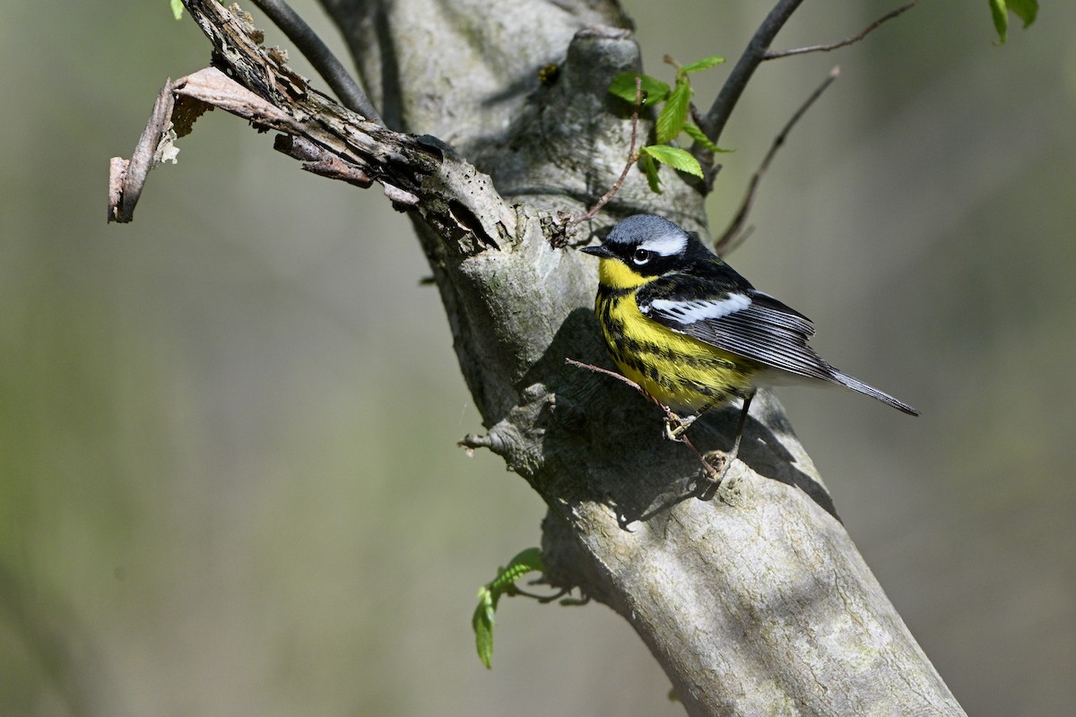 Magnolia Warbler - ML645060474
