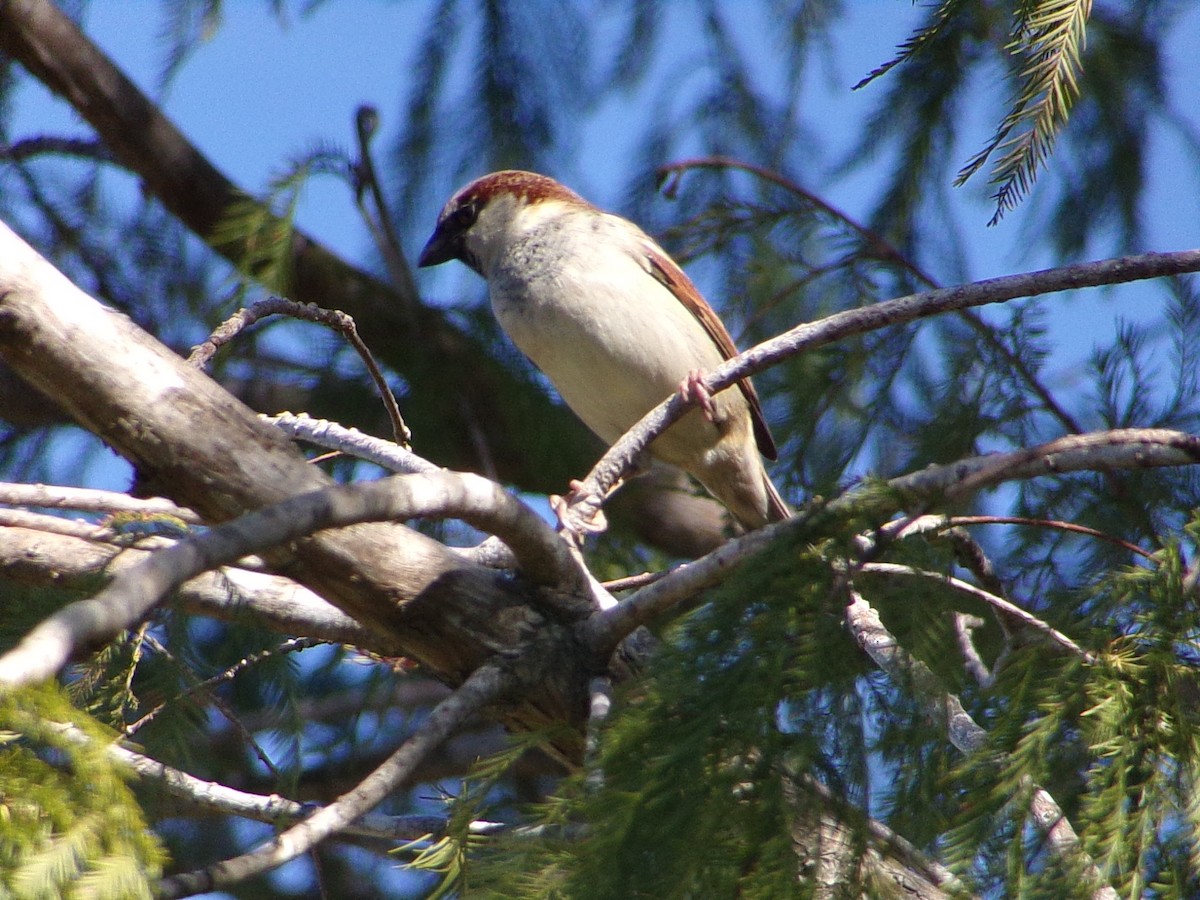 Gorrión Común - ML645060511