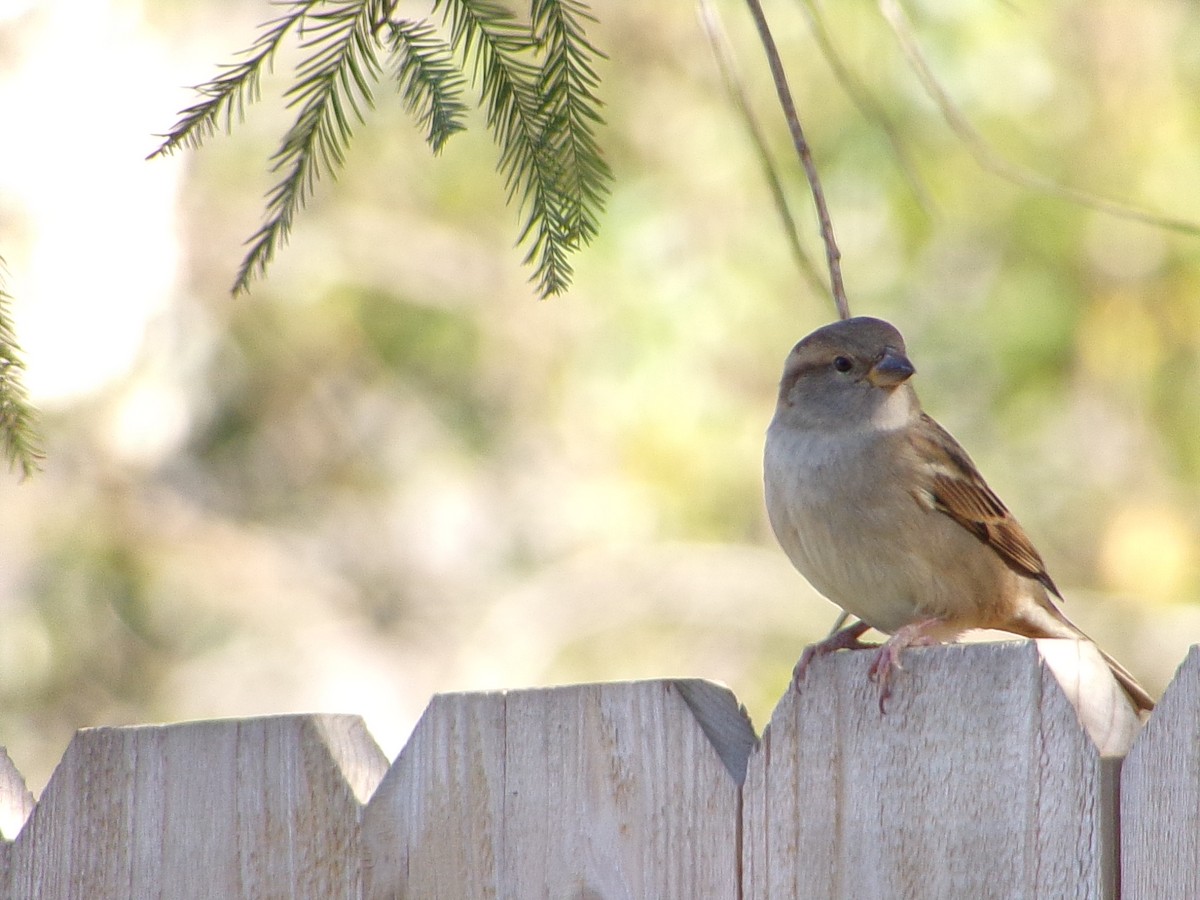 Gorrión Común - ML645060512
