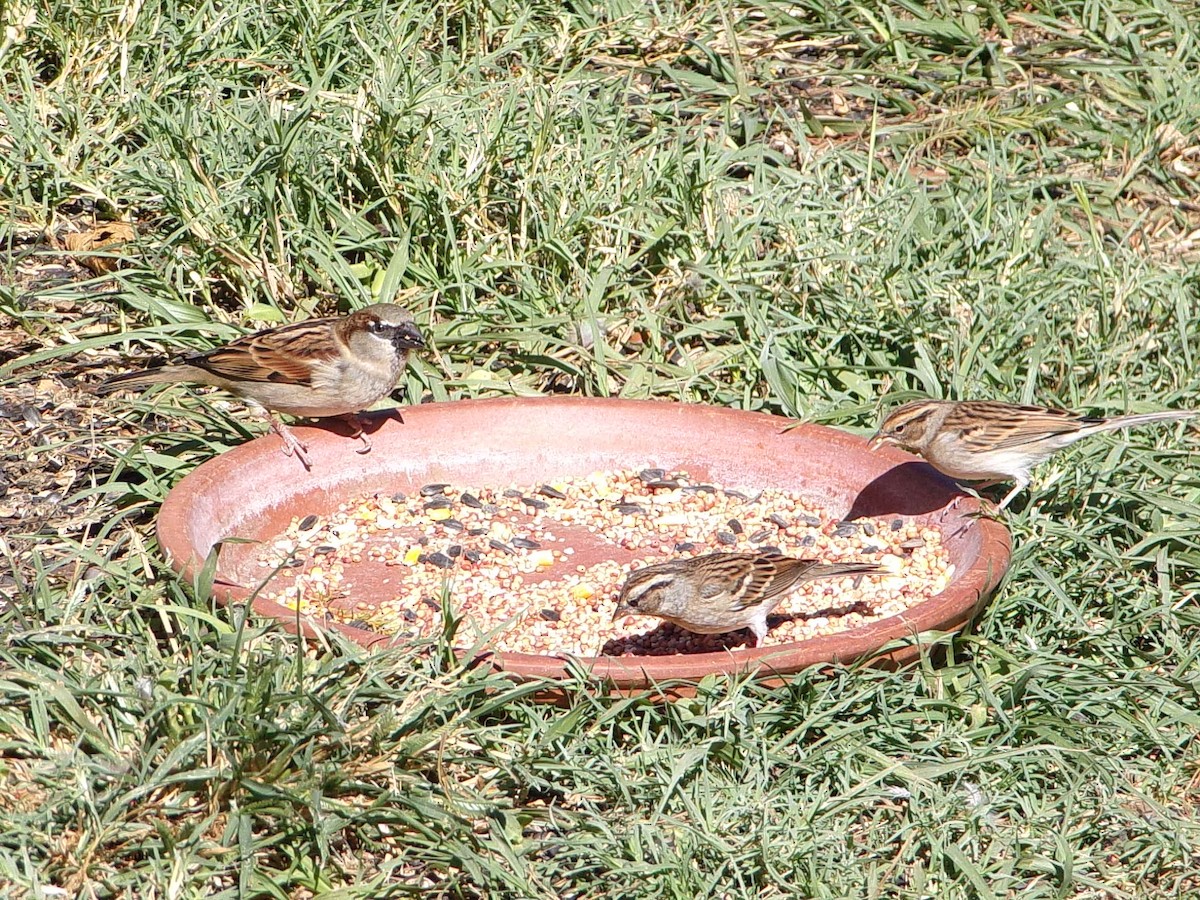 Gorrión Común - ML645060513