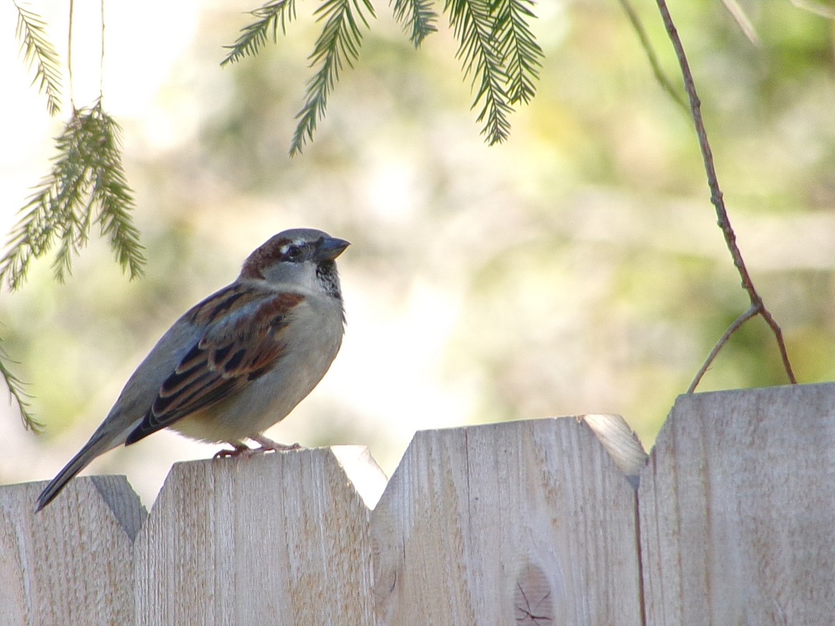 Gorrión Común - ML645060514
