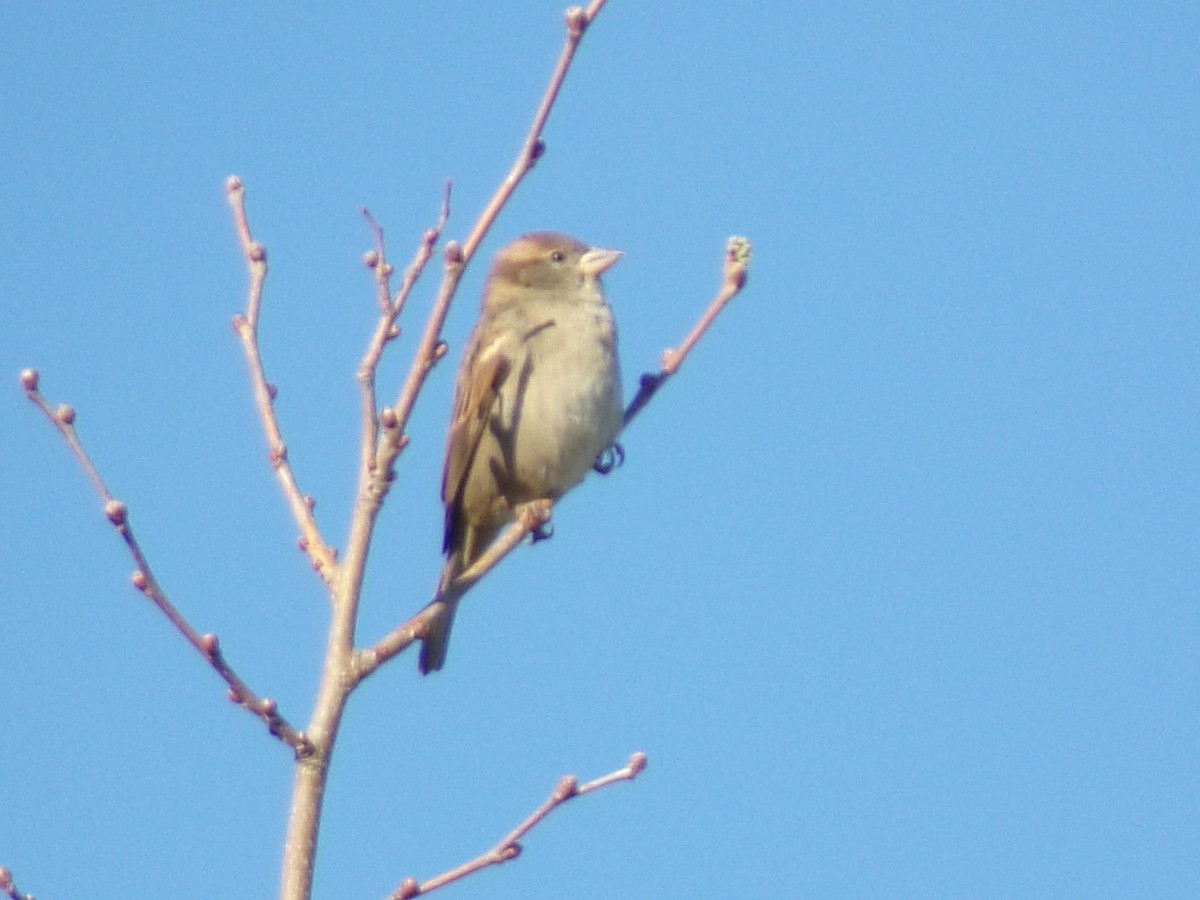 Gorrión Común - ML645060515