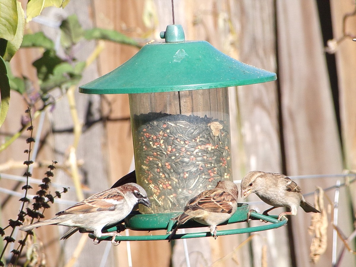 Gorrión Común - ML645060519