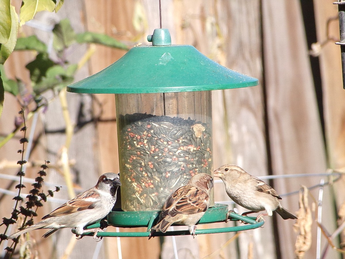 Gorrión Común - ML645060520