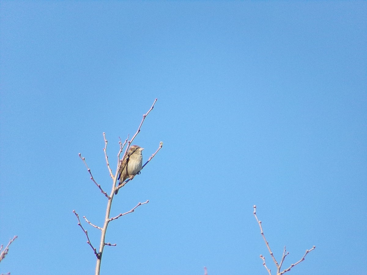 Gorrión Común - ML645060521