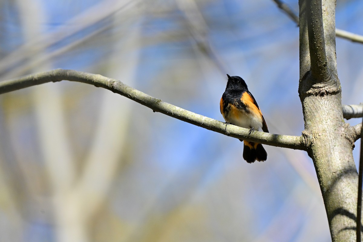 Горихвостковая древесница - ML645060522