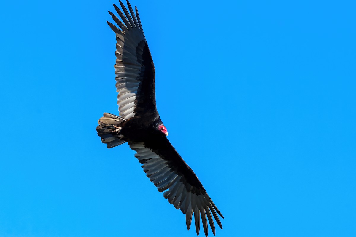 Turkey Vulture - ML645060523