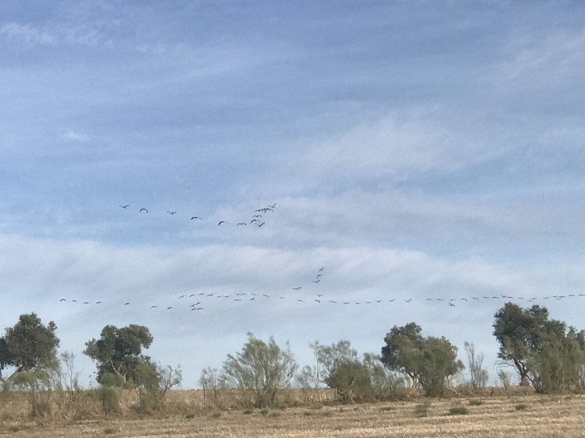 Common Crane - ML645060528