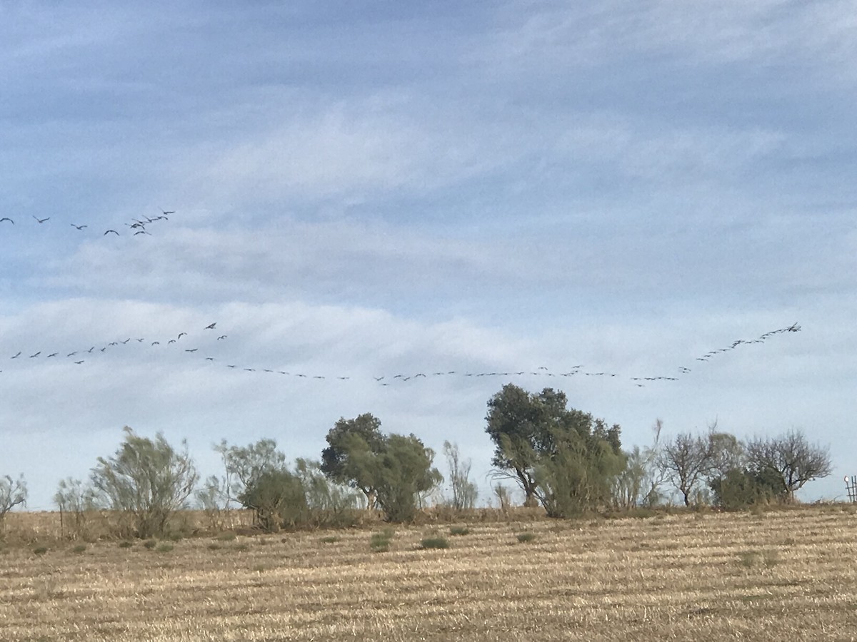 Common Crane - ML645060529