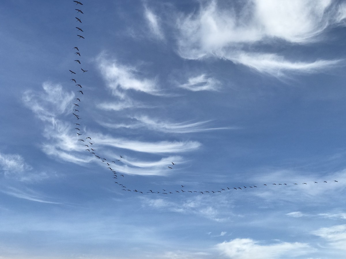 Common Crane - ML645060530