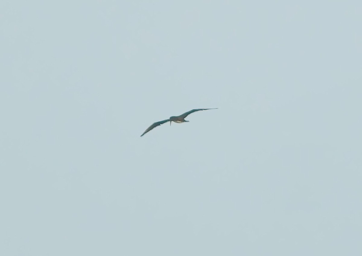 Brown Booby - ML645060537