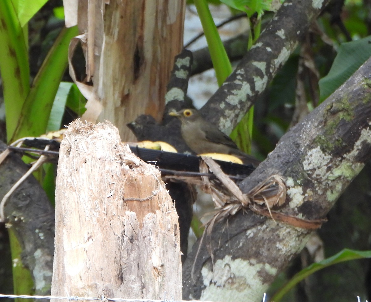 Spectacled Thrush - ML645060538