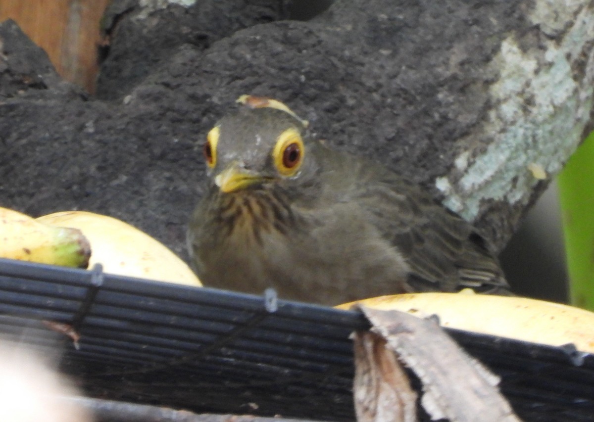 Spectacled Thrush - ML645060540
