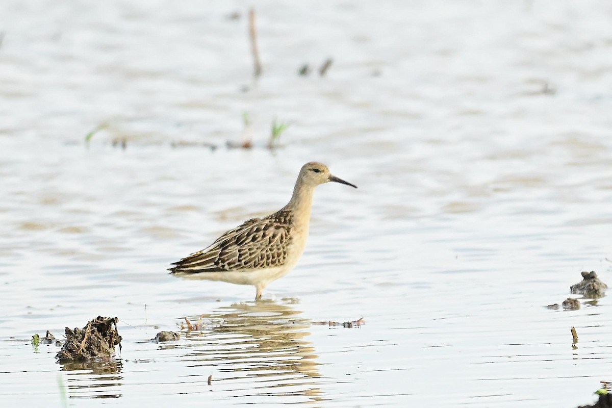 流蘇鷸 - ML645060551