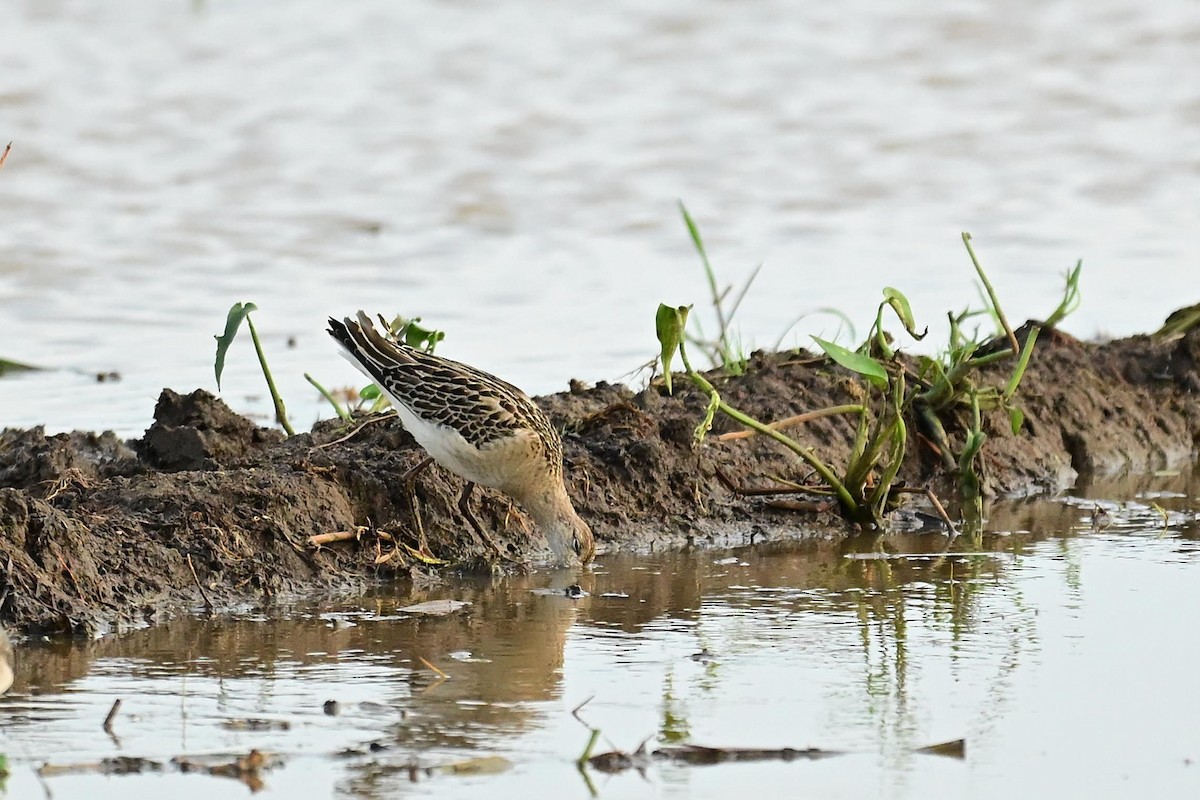流蘇鷸 - ML645060552