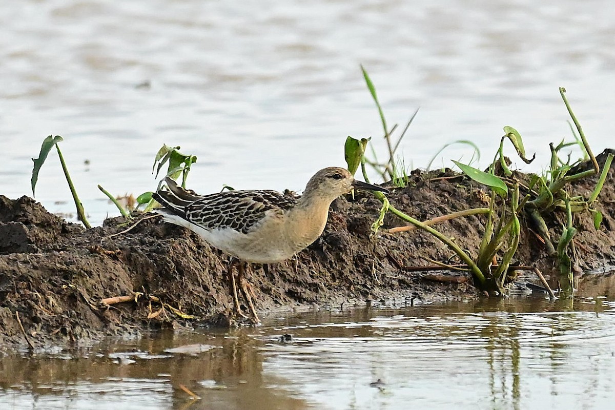 流蘇鷸 - ML645060553