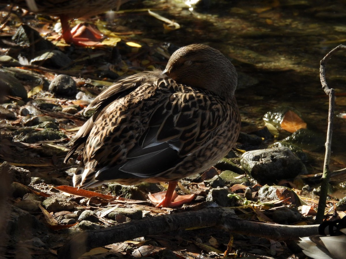 kachna divoká - ML645060564