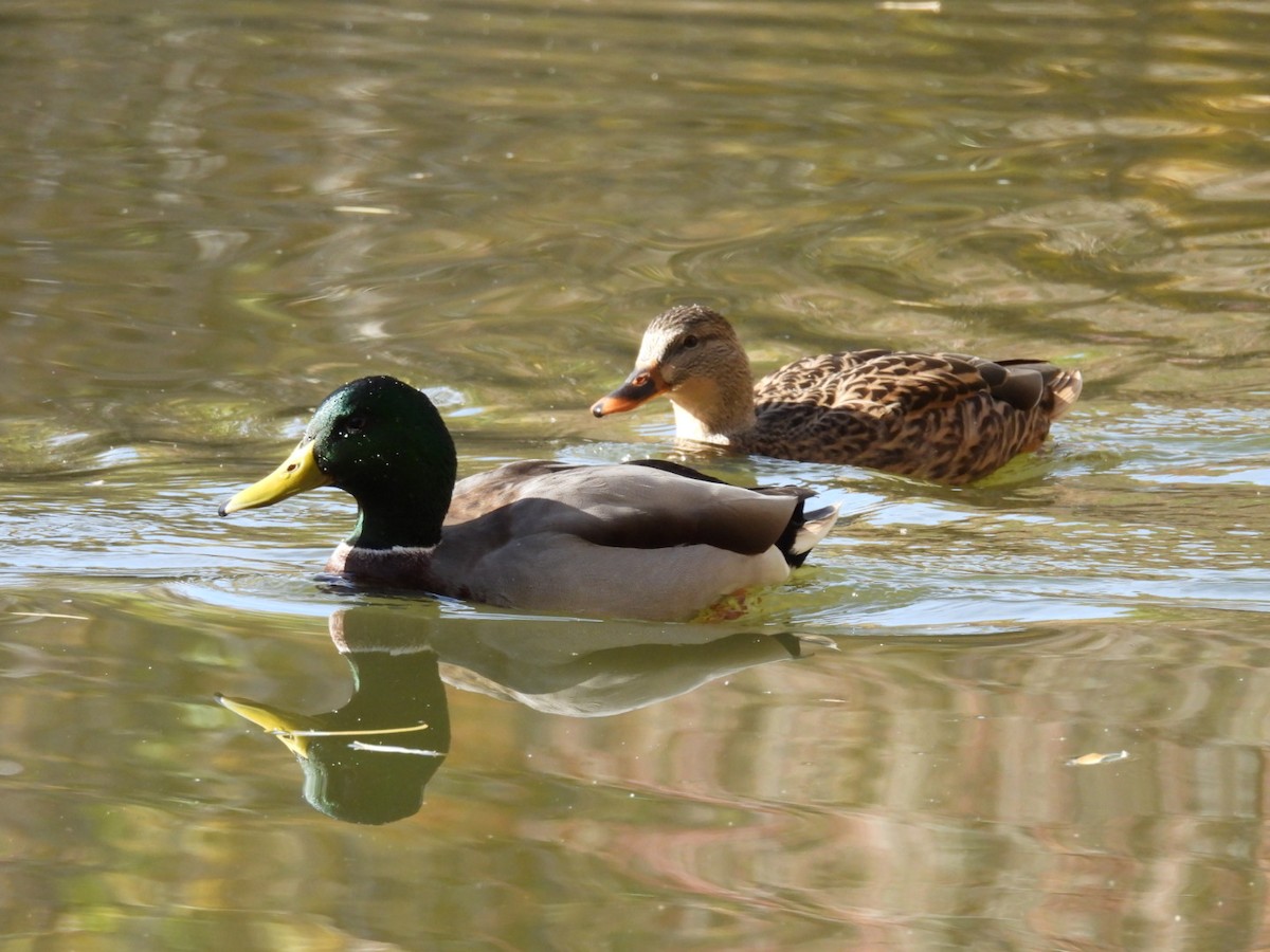 kachna divoká - ML645060565