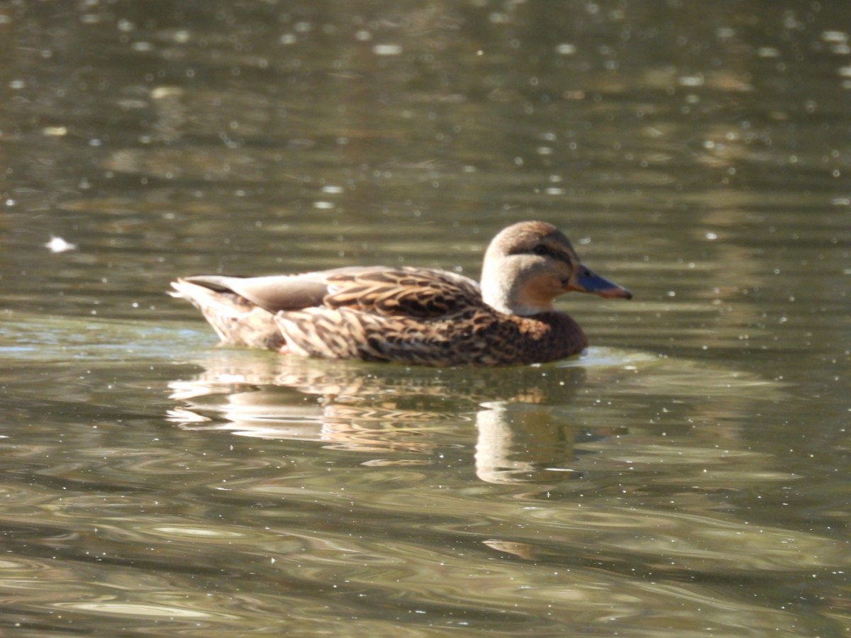 kachna divoká - ML645060566