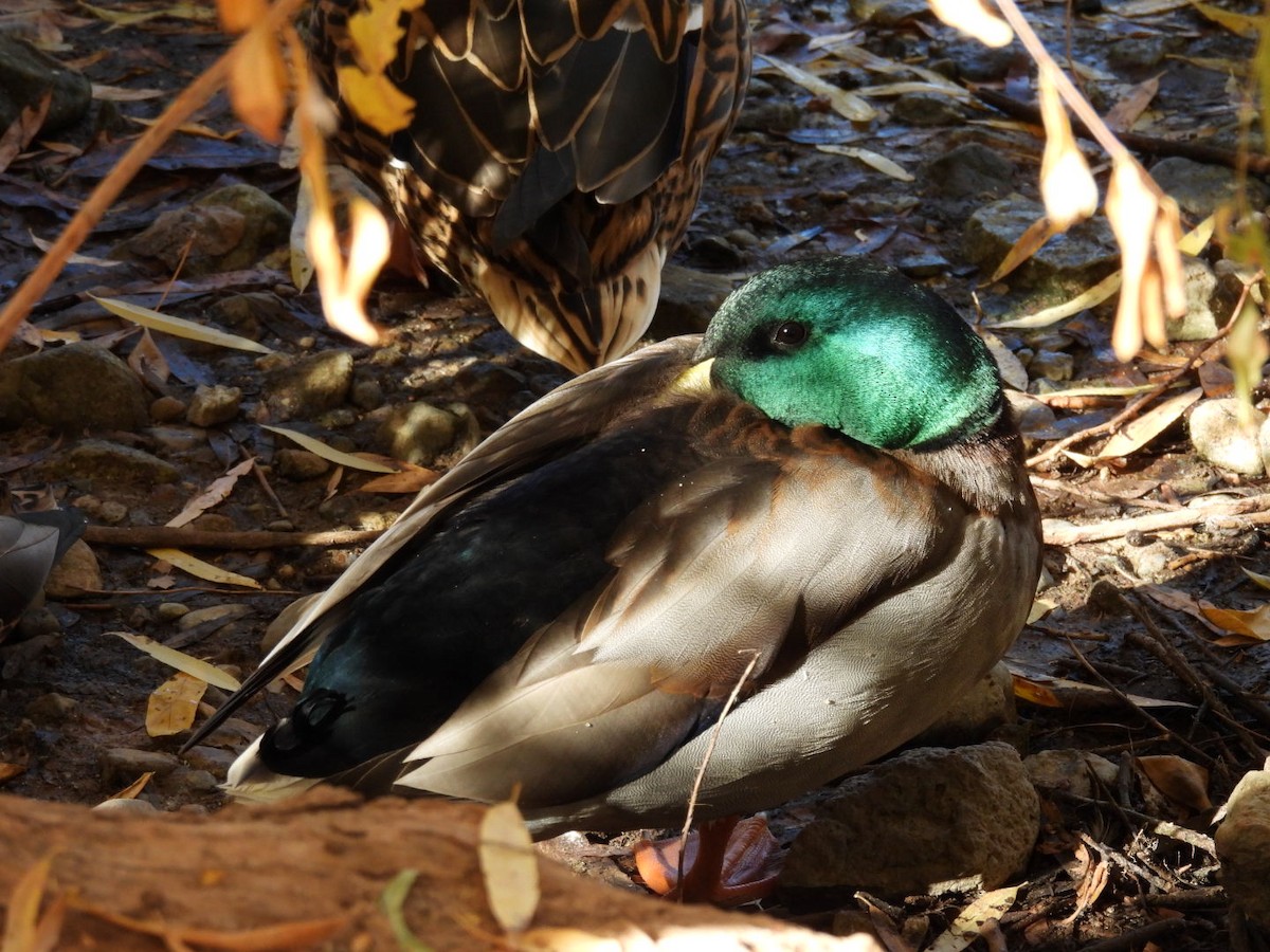 kachna divoká - ML645060567