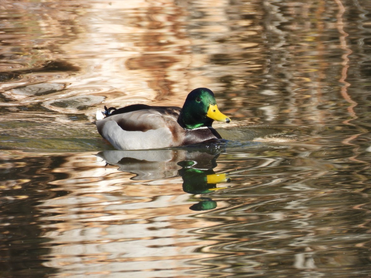 kachna divoká - ML645060568