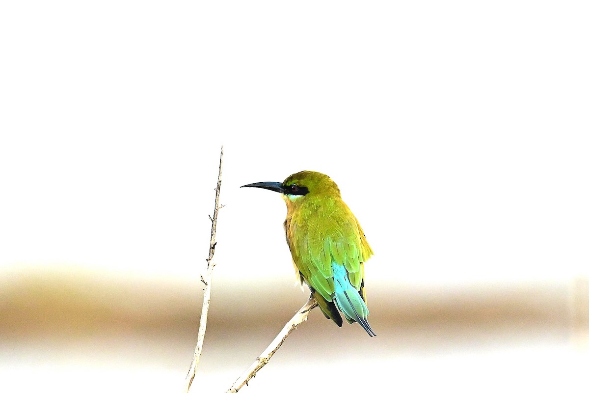 栗喉蜂虎 - ML645060576