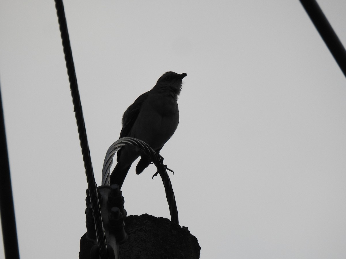 Tropikal Taklitçi - ML645060579