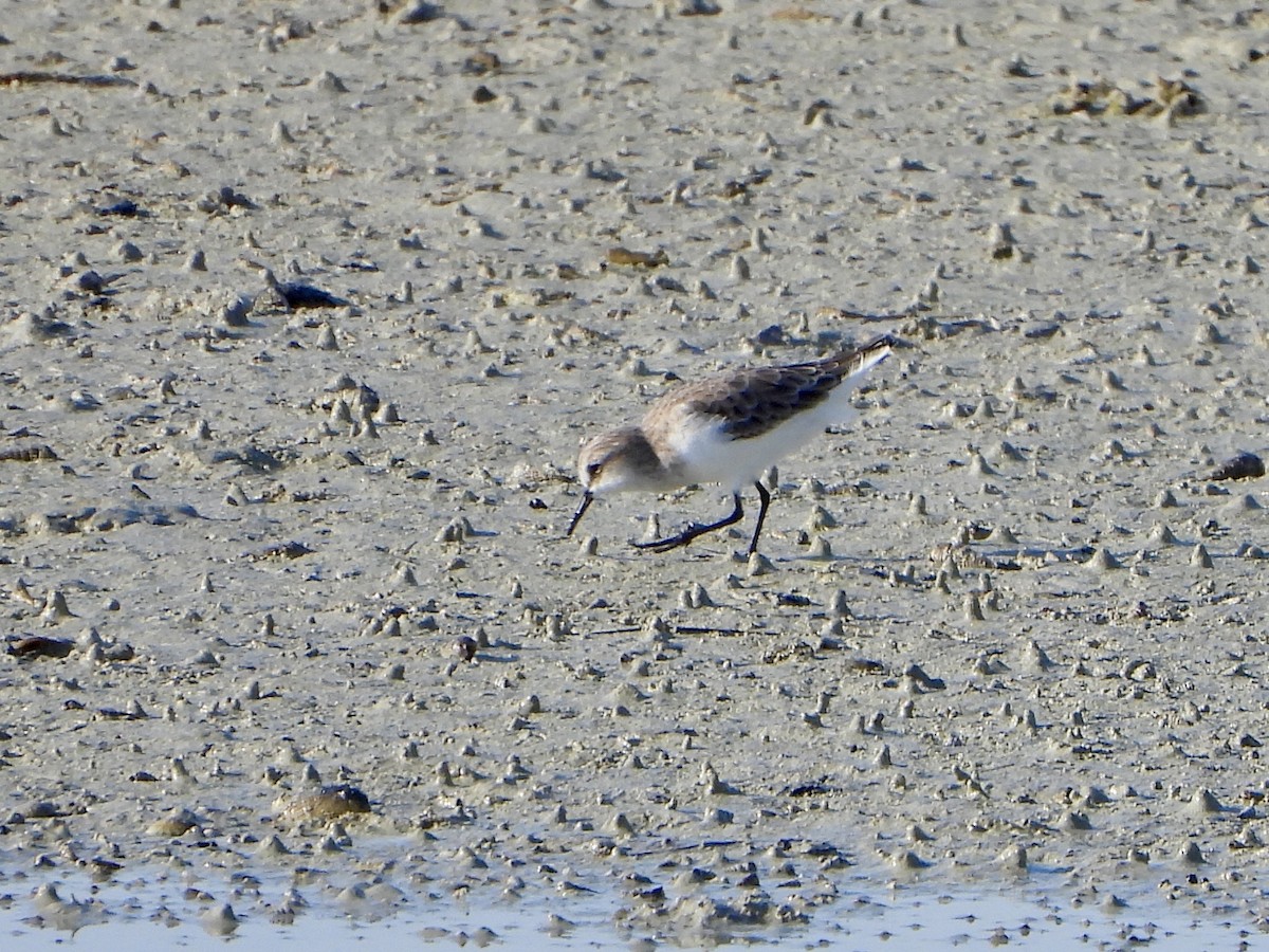 Little Stint - ML645060583